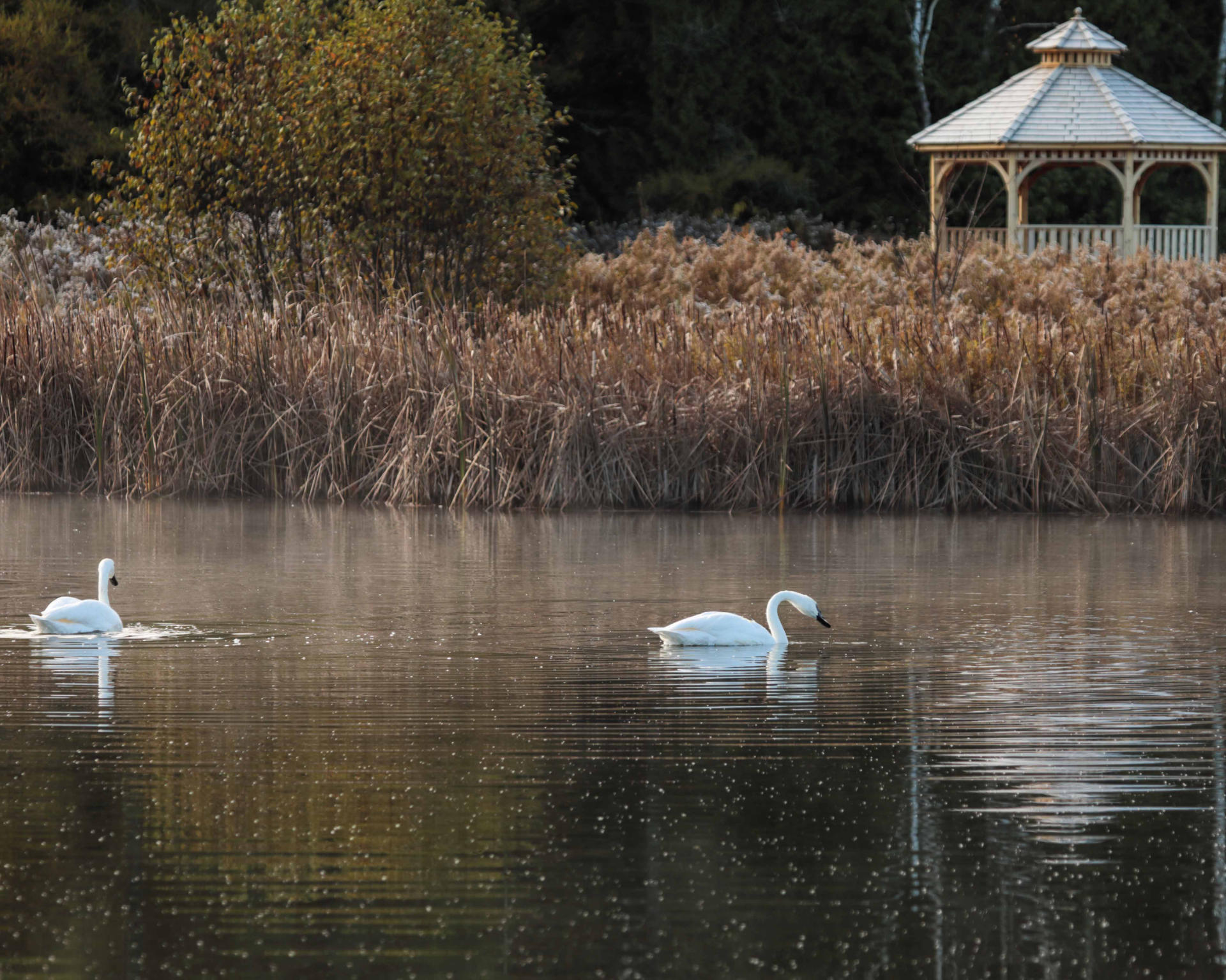 outdoor wedding durham ontario